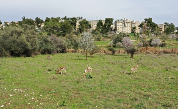 עמק הצבאים עמק הצבאים