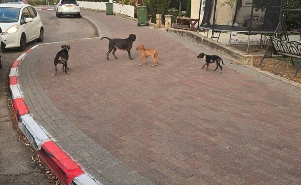 תקיפת הפיטבול תקיפת הפיטבול