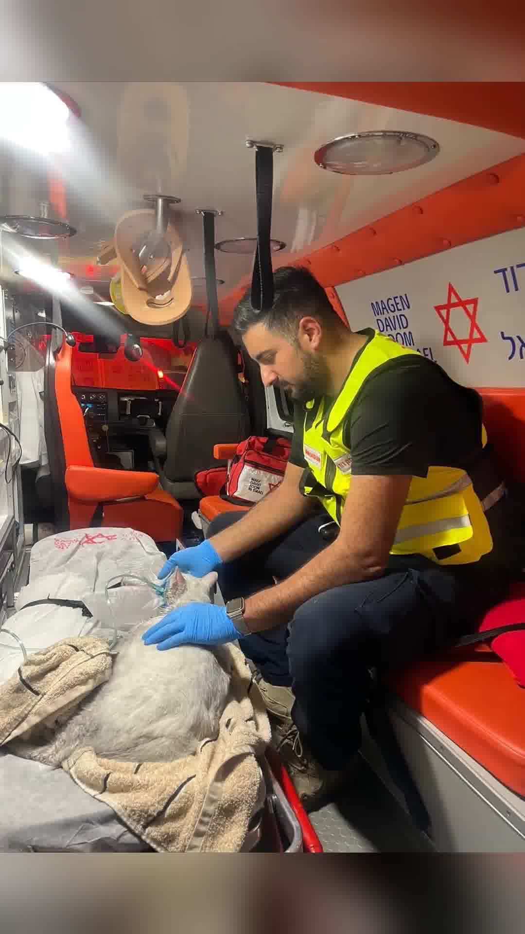 שריפה פרצה בבניין בכרמיאל, החתול מיצי שאף עשן וקיבל טיפול רפואי
