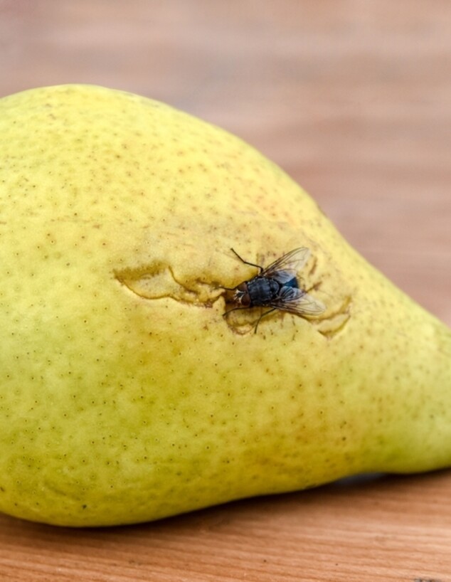 אגס ועליו זבוב פירות