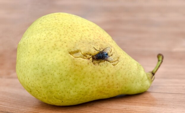 אגס ועליו זבוב פירות (צילום: shutterstock_Shevchuk_Olena)