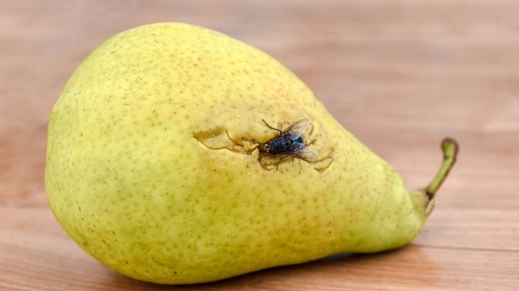 אגס ועליו זבוב פירות אגס ועליו זבוב פירות