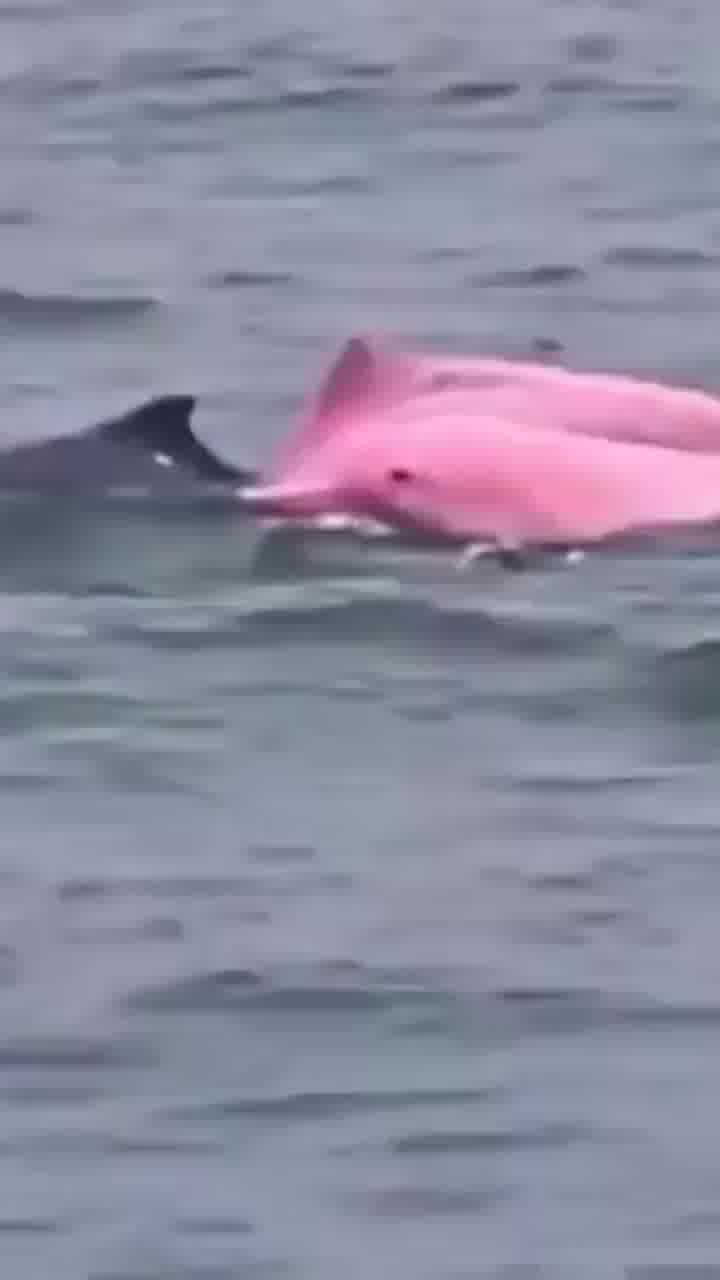דולפין ורוד נצפה מול חופי עומאן