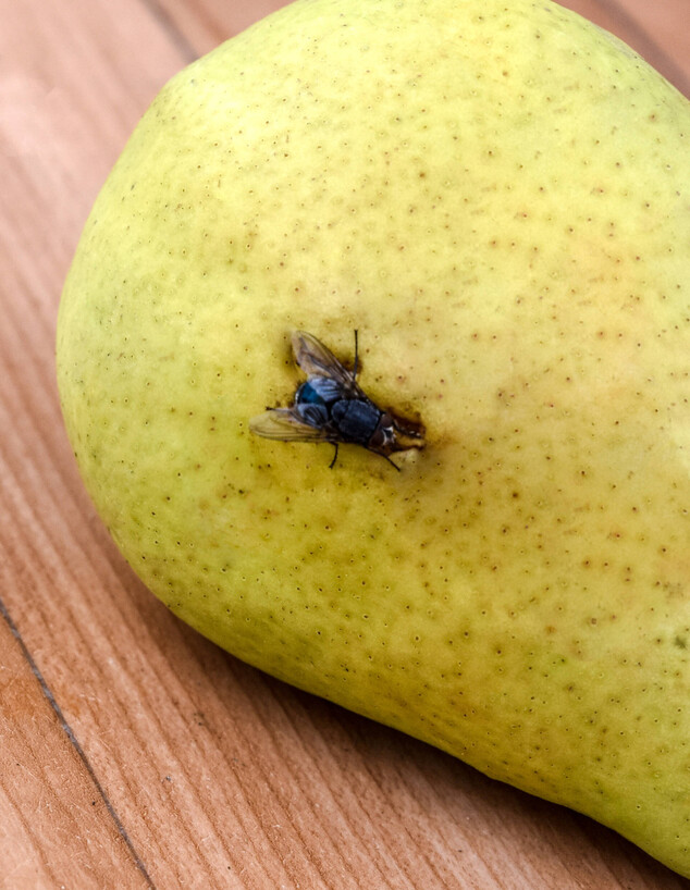 זבוב פירות