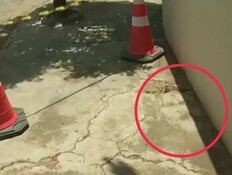 פנים מוכרות במדרכה