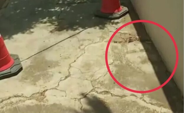 פנים מוכרות במדרכה