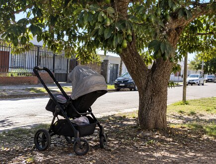 ארגנטינה: תינוק נפגע מאבוקדו שנפל מעץ – ונהרג