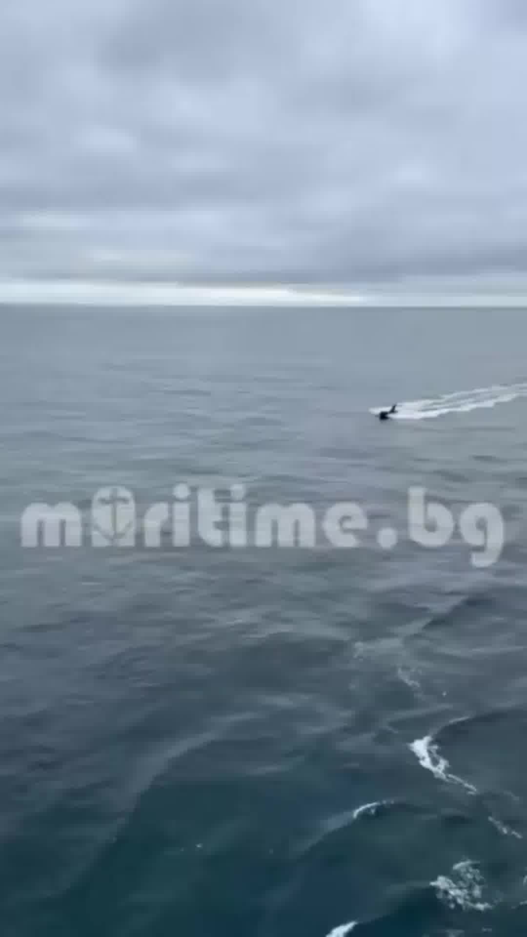 ספינת המכולות היוונית Contship שיצאה מנמל חיפה לרומניה הותקפה על ידי 3 כלי שיט בלתי מאוישים של רוסיה